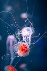 Photography abstract jellyfish chrysaora pacifica underwater, nikkytok