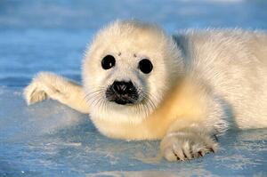 Photography HARP SEAL PUP , MAGDALEN IS.,, Kevin Schafer