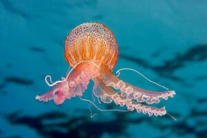 Photography PURPLE-STRIPED JELLY FISH, Gerard Soury