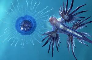 Photography sea slug: glaucus atlanticus eating, Oxford Scientific