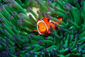 Photography False clown anemonefish sheltering in, Georgette Douwma