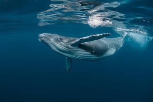 Photography A Baby Humpback Whale Plays Near, Craig Lambert