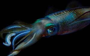 Photography Reef squid, Aleksei Permiakov