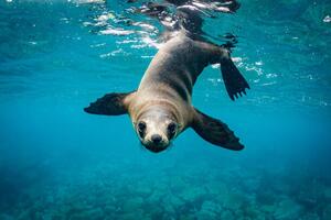 Photography Close-up of seal swimming in sea, Grant Thomas / 500px