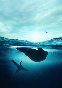 Photography Underwater seals, SEAN GLADWELL