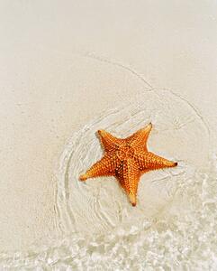 Photography Orange starfish on sandy seashore, high angle view, Catherine Ledner