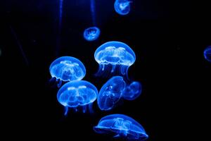 Photography Jellyfish, Sandrine Bercier