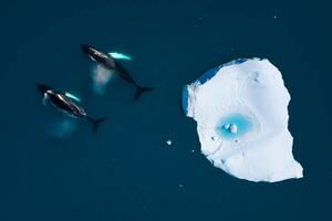 Photography aerial view of whales swimming among icebergs, Monica Bertolazzi