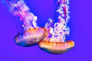 Photography Jellyfish In The Water, Roberto Machado Noa