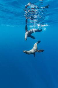 Photography Southern Sea Lions, Diego Ramirez Islands, Chile, Paul Souders