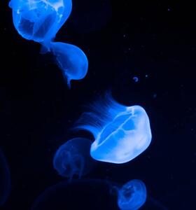 Photography Jellyfish, sanja stojakovic