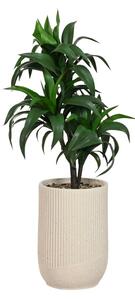 Decorative Plant Home ESPRIT Resin Polyethylene 50 x 50 x 102 cm
