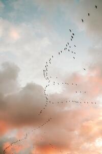 Photography Birds of Paradise, Raisa Zwart