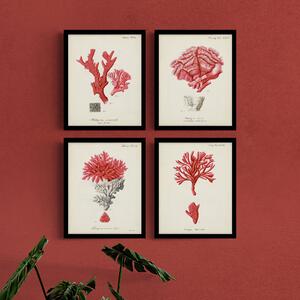 Set of 4 Antique Red Coral Framed Prints Red