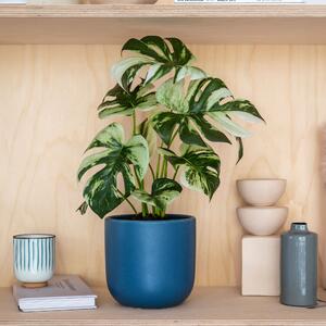 Artificial Variegated Monstera Plant Green