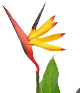 Artificial Strelitzia Reginae Plant Bird of Paradise 66 cm
