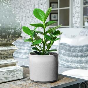 Leon Plant Pot White