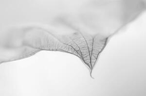 Photography A Dry Leaf the tip of a Hosta Plant, Nancybelle Gonzaga Villarroya, (40 x 26.7 cm)