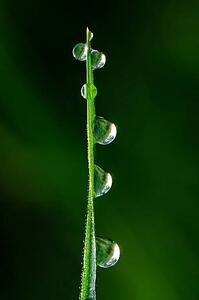 Photography Drops of dew, japedro, (26.7 x 40 cm)