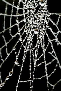 Photography Spider Web, samveitch, (26.7 x 40 cm)