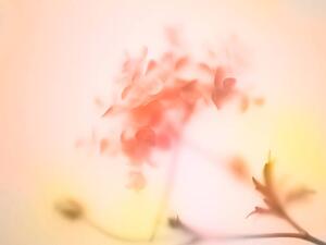 Photography Multi colored abstract background of the flower, Level1studio, (40 x 30 cm)