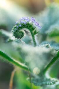 Photography Little grass flower with dew droplets, somnuk krobkum, (26.7 x 40 cm)