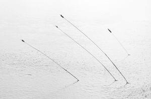 Photography Four reeds poking through the ice, Nick Fitzhardinge, (40 x 26.7 cm)