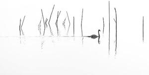Photography Silhouette of Swan swimming through fish, RelaxFoto.de, (40 x 22.5 cm)