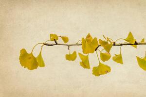 Photography Ginkgo biloba branch and leaves in autumn, Vicente Méndez