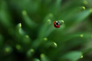 Photography Ladybug, Sanja Baljkas, (40 x 26.7 cm)