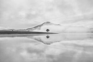 Photography Reflective trees on the lake, Thanh Thuy, (40 x 26.7 cm)