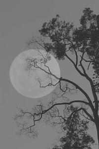 Photography Tree and the moon, bochimsang, (26.7 x 40 cm)