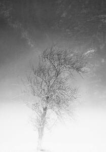 Photography the tree and frozen soil in black and white, Alessandro Pianalto