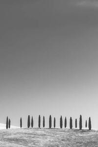 Photography Cypress Trees, Tuscany, StephenBridger, (26.7 x 40 cm)