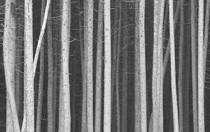 Photography Black and White Pine Tree Trunks Background, ImagineGolf, (40 x 24.6 cm)