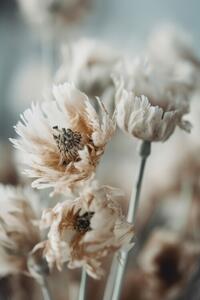 Photography Dry Pastel Flowers No 3, Treechild