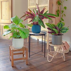 Calathea Trio Potted House Plant Bundle MultiColoured