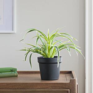 Artificial Spider Plant in Black Plant Pot