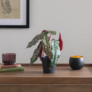 Artificial Begonia Plant in Black Plant Pot