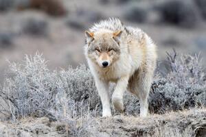 Photography Grey Wolf looking at camera in, John Morrison