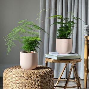 Asparagus Fern Potted House Plant Bundle Earthenware Clay