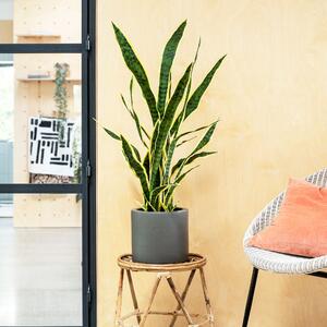 Artificial Snake Plant Green