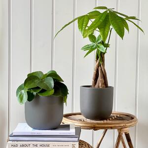 Good Fortune Potted House Plant Bundle Earthenware Graphite