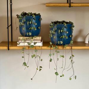 String of Hearts Potted House Plant Bundle Earthenware Blue