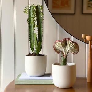 Cacti Potted House Plant Bundle Earthenware Oyster