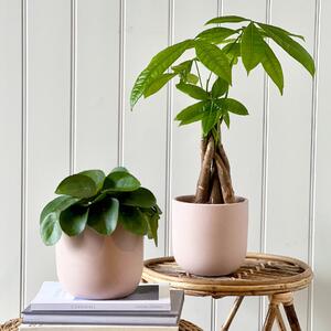 Good Fortune Potted House Plant Bundle Earthenware Clay