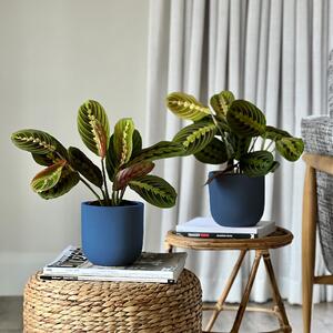 Prayer Plant Potted House Plant Bundle Earthenware Blue