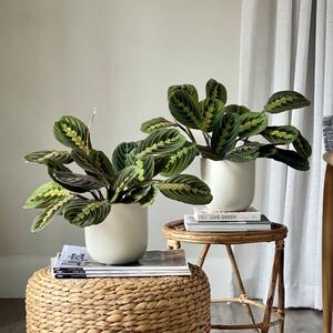 Prayer Plant Potted House Plant Bundle Earthenware Oyster