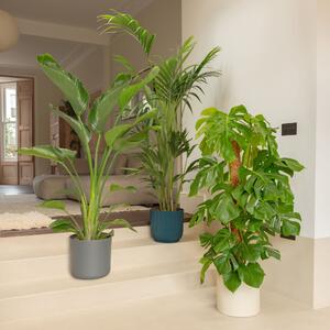 Tall Trio Potted House Plants Bundle MultiColoured
