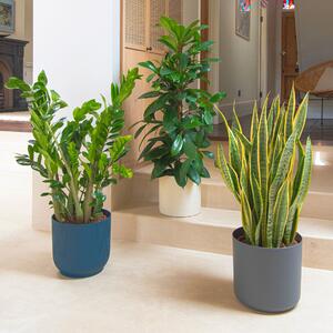 Unkillable Tall Potted House Plant Bundle MultiColoured